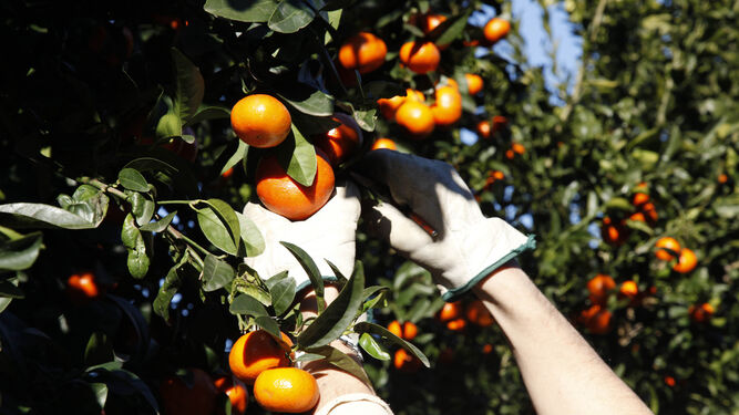 Varios trabajadores recogen la fruta en una plantación de la zona costera de la provincia.