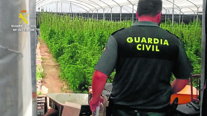 Un agente de la Guardia Civil en una plantación de marihuana.