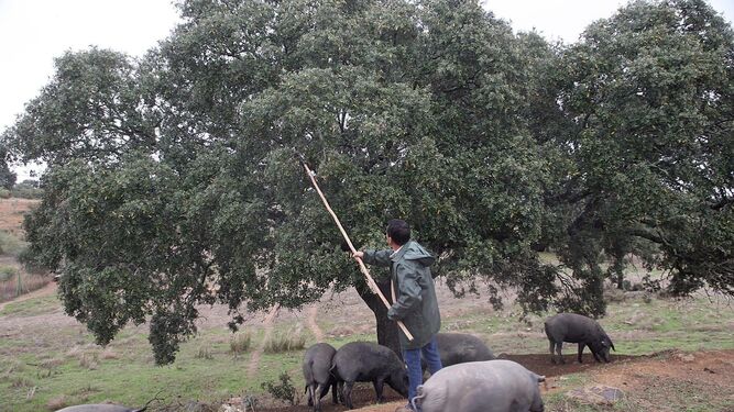 Un hombre varea una encina para proporcionar bellotas a los cerdos.