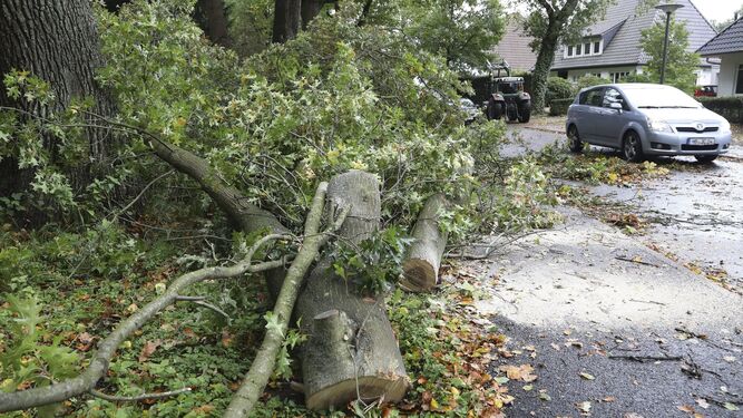 Varios trabajadores quitan ramas de árboles caídas tras el paso de la tormenta 'Xavier' en Bremen.