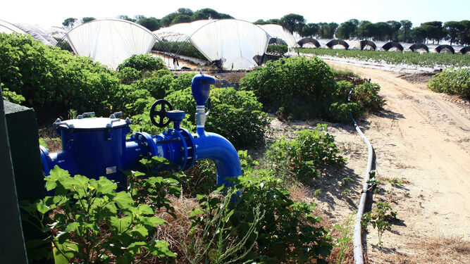 Una finca de cultivo de regadío en la zona del Condado onubense.