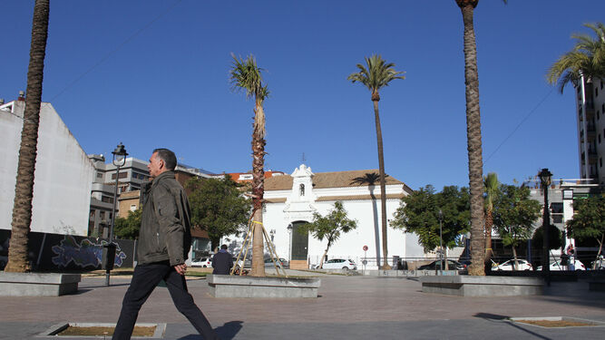 El conjunto arbóreo de la plaza de la Soledad se ha completado con cuatro nuevas palmeras.