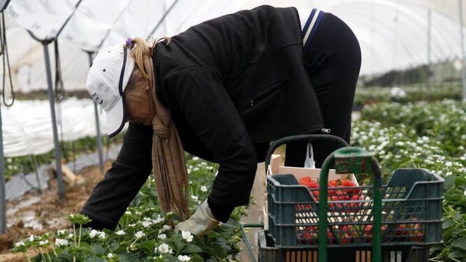 Una trabajadora del campo recolecta fresa en una finca.