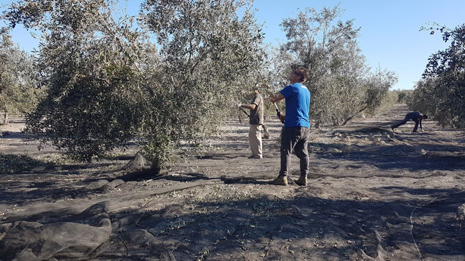 Varios trabajadores varean un olivo en una finca de Arahal.