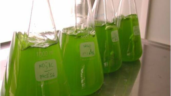 Investigadores de la Hispalense desarrollan un sistema de depuración de aguas con microalgas