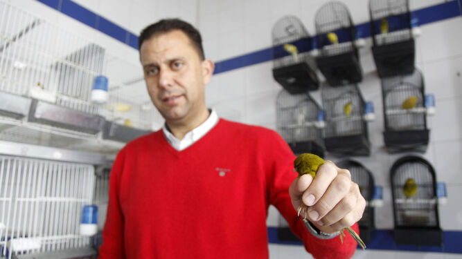 Muestra uno de los canarios así como varias de las medallas conseguidas, entre ellas las del Campeonato del Mundo de Ornitología.