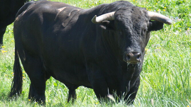 Este es 'Dolido', número 19  y uno de los cuatreños con los que los toros de Cuadri retornan hoy a la temporada onubense con motivo de la feria palerma de San Jorge.