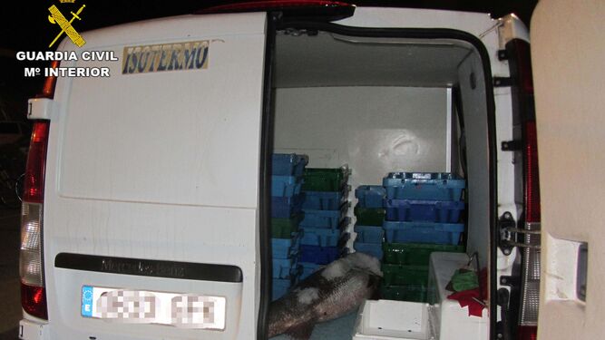 Una corvina de gran tamaño en el interior de la furgoneta.