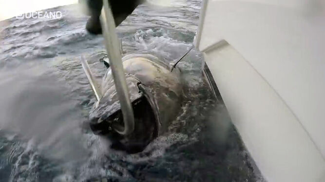 Pesca recreativa del atún rojo en el Golfo de Cádiz: la lucha contra un coloso