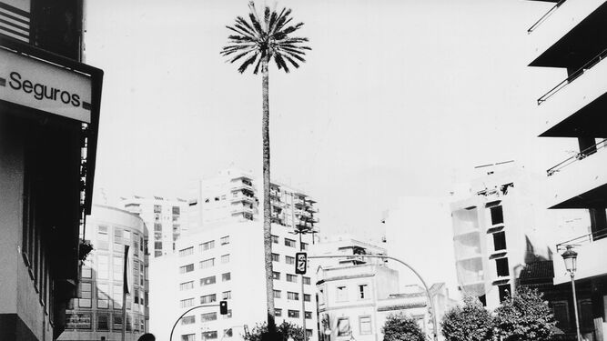 Álbum de recuerdos onubenses: Una palmera casi centenaria en el corazón de Huelva (1998)