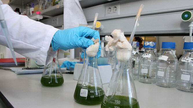 Laboratorio destinado al cultivo de microalgas