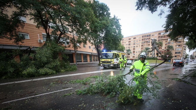 Bomberos retiran ramas, durante el temporal de viento y lluvia de octubre en Jerez.