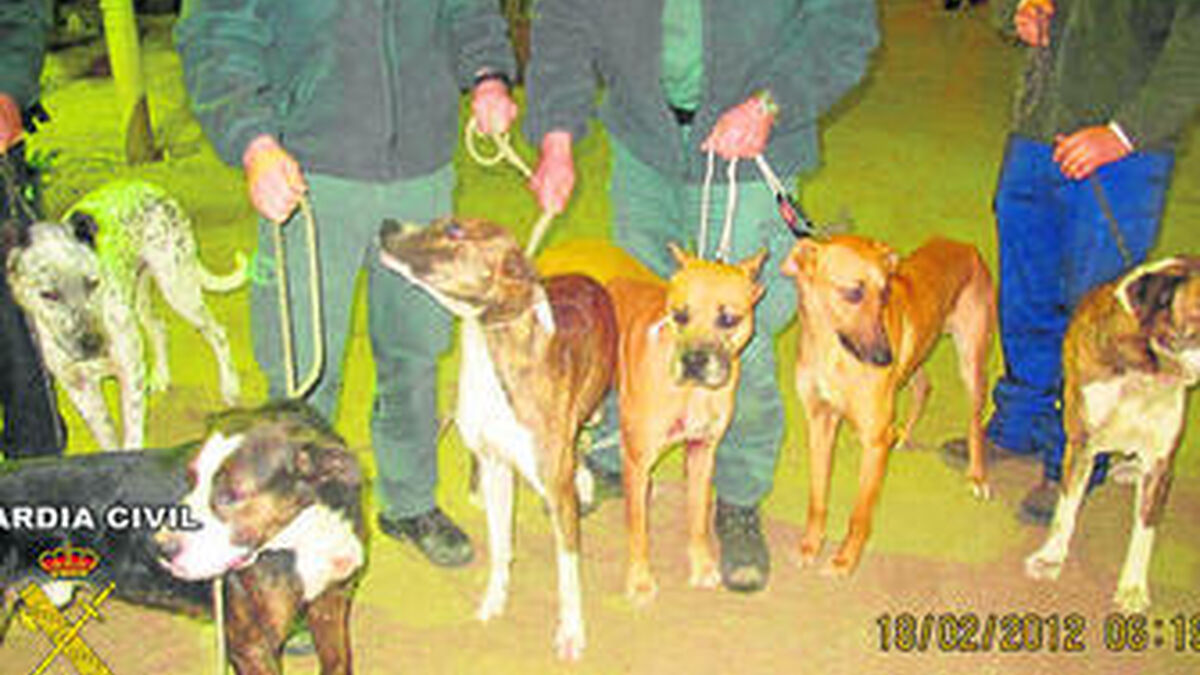 soldadura desierto color Dos detenidos por caza furtiva con perros de presa en Doñana