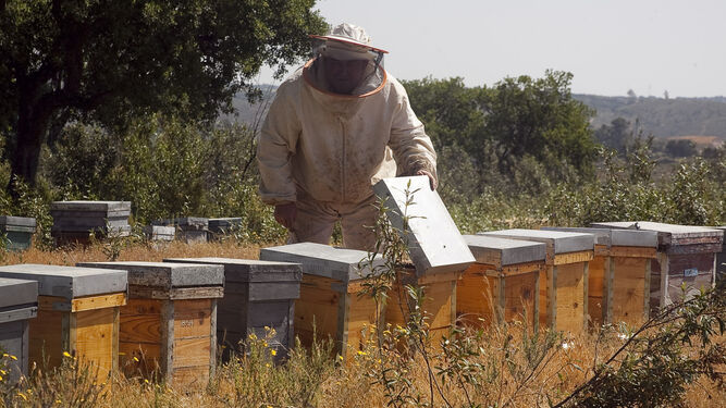 Un apicultor en su explotación de colmenas.