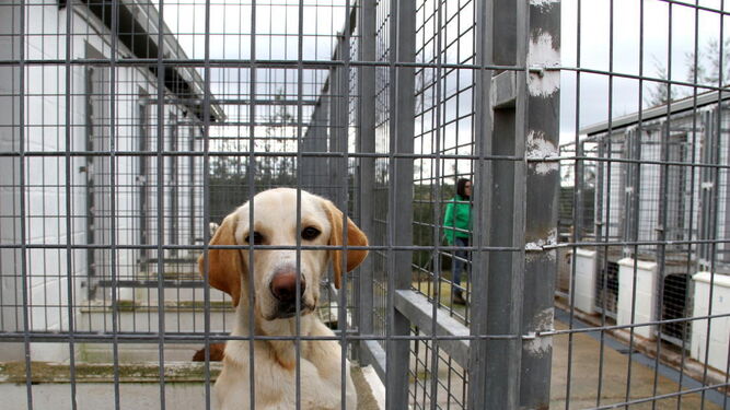 Imagen de un perro en el refugio de animales de la Diputación.