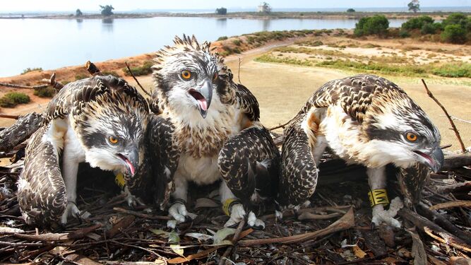 Los tres pollos de águilas pescadoras anillados en la mañana de ayer en Marismas del Odiel.
