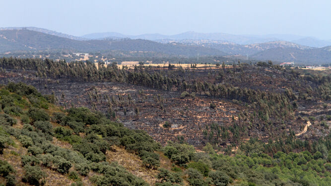 Parte de la zona quemada en el paraje Pallares-El Zancudo de Santa Olalla del Cala, donde el Infoca estima que han sido calcinadas 350 hectáreas.