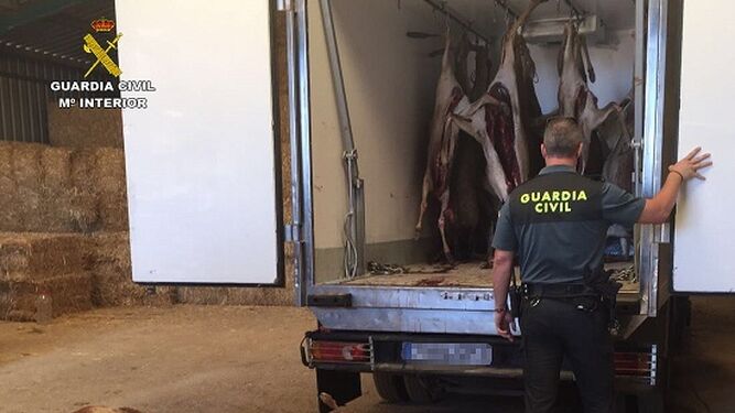 La Guardia Civil interviene 15 ciervos cazados ilegalmente en la localidad de Alajar