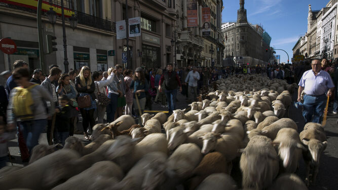 Cientos de ovejas y cabras toman el centro de Madrid
