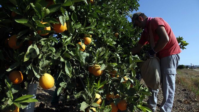 Un trabajador agrícola recolecta naranja en una finca de la provincia onubense.