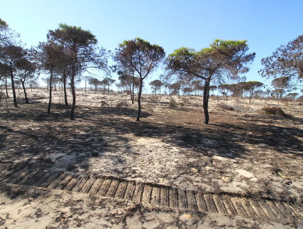Im&aacute;genes de los trabajos de restauraci&oacute;n forestal tras el incendio de Moguer.