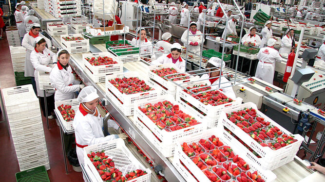Trabajos de clasificación y empaquetado de fresas en una cooperativa de la provincia.