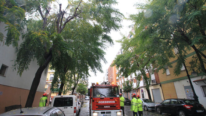 Los bomberos de la capital durante una actuación en la calle Isla Cristina en uno de los árboles afectados por el temporal de viento y lluvia.