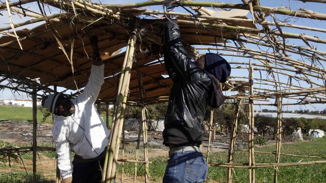 Dos migrantes subsaharianos en plena tarea de construcción de una chabola con un armazón de cañas.