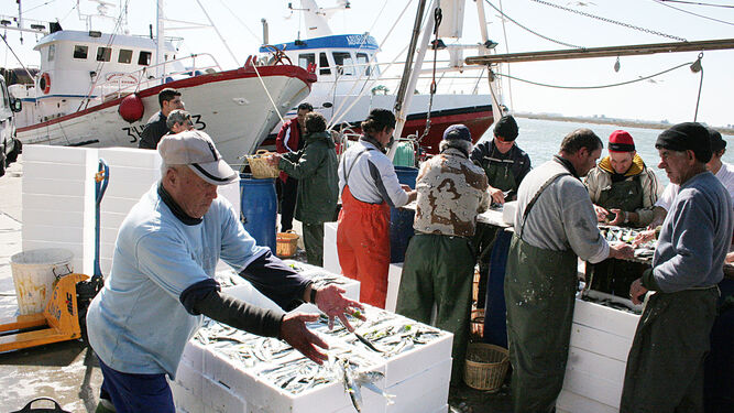 Descarga de sardina en el puerto de Isla Cristina.
