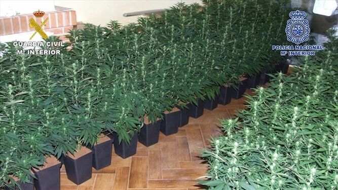 Plantas de marihuana incautadas en la operación Troya-Zacatín.