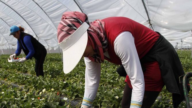 Dos trabajadoras del campo recolectan fresa  en una finca.
