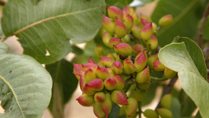 El colorido de los pistachos durante su desarrollo en el árbol le dan una singularidad descobnocida a su aspecto original. Luego son procesados por empresas especializadas.