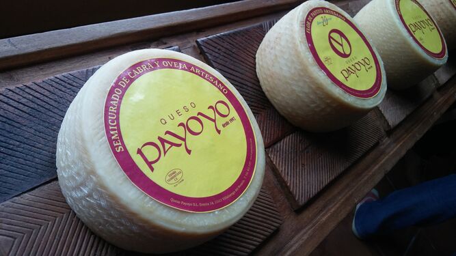 Nuevos premios para el queso Payoyo.