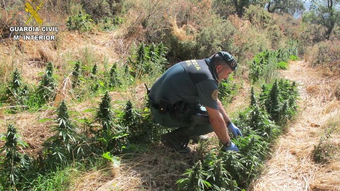 Una agente de la Guardia Civil con plantas de marihuana en la finca.