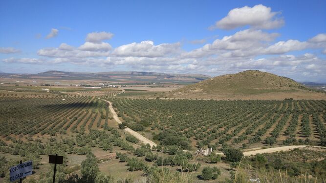 La Finca La Torre se enclava en un valle cercano a Bobadilla y explota 230 hect&aacute;reas de olivar.