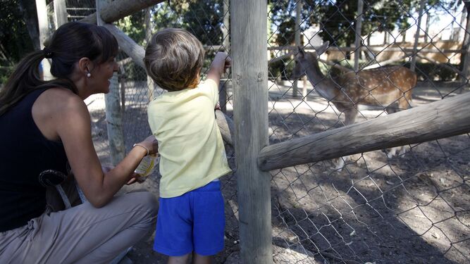 Un niño observa un cervatillo en el zoo de la localidad fronteriza