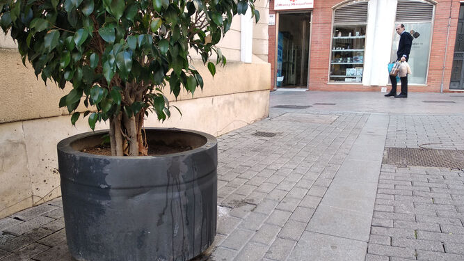 Orina de perro en uno de los macetones que hay en el centro de Huelva