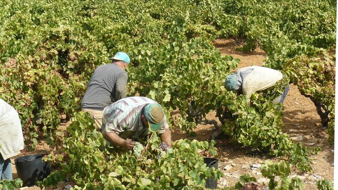 Vendimiadores en plena faena de recolección de la uva en el Condado onubense.