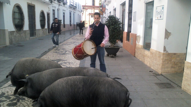 El tamborilero acompaña a los cerdos con música en el recorrido por las calles de la localidad para la rifa.