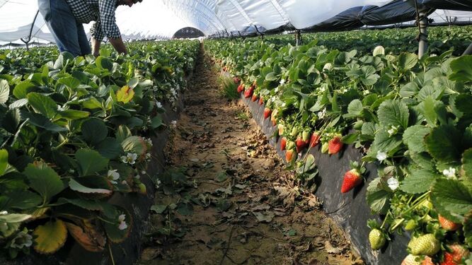 Aplicación de CalFlux de Ecoculture en cultivo de fresas.