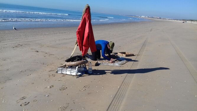 Un mariscador selecciona las coquinas recién capturadas en la playa.