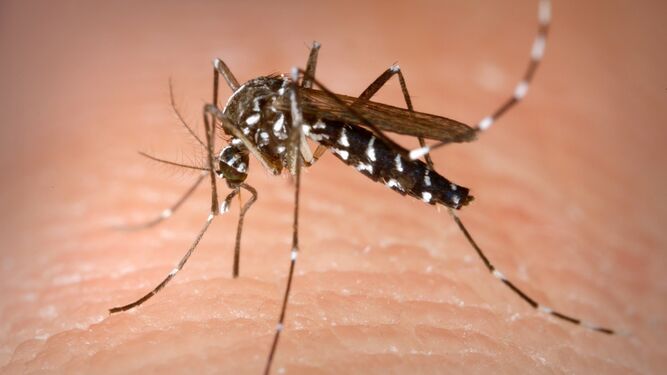 Una imagen de un mosquito.