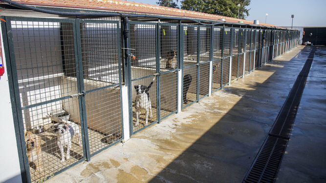 Cheniles con perros recogidos, en el Centro Municipal de Acogida de Huelva.