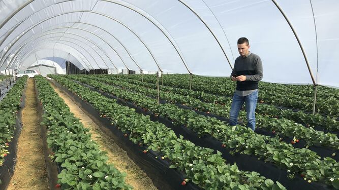 Daniel Márquez en un campo de cultivo de fresa con un móvil.