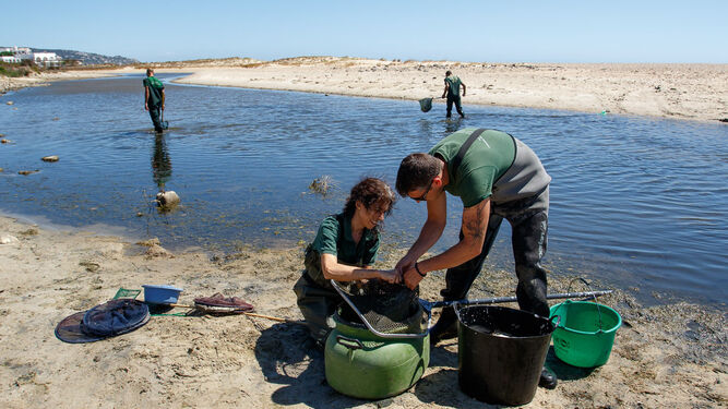 Voluntarios rescatando anguilas.