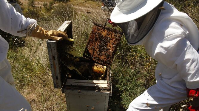 Dos apicultores durante las labores de recogida de la miel de los panales.