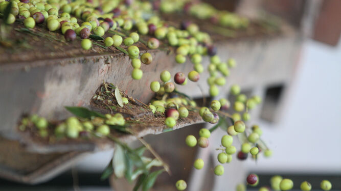 El olivar es uno de los sectores que más aporta a la agricultura ecológica.