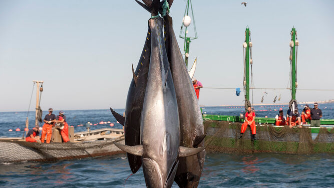 Pesca del atún rojo de almadraba.