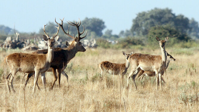Varios ciervos pasean por el Parque Nacional de Doñana.