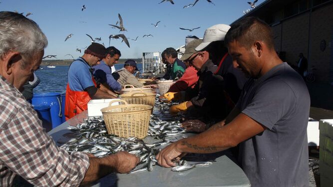 Clasificación de sardinas en el puerto pesquero de la provincia onubense.